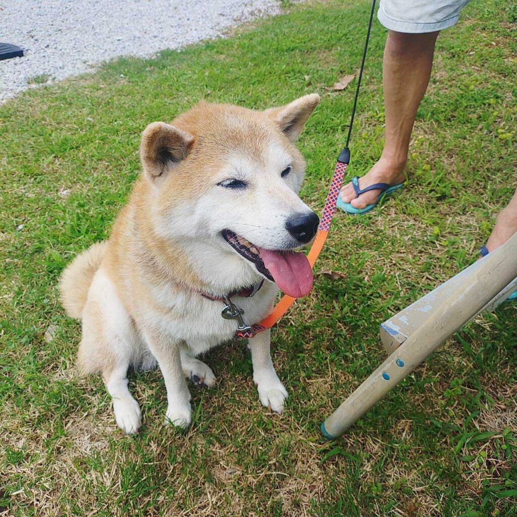 沖縄でペットOKのキャンプ場